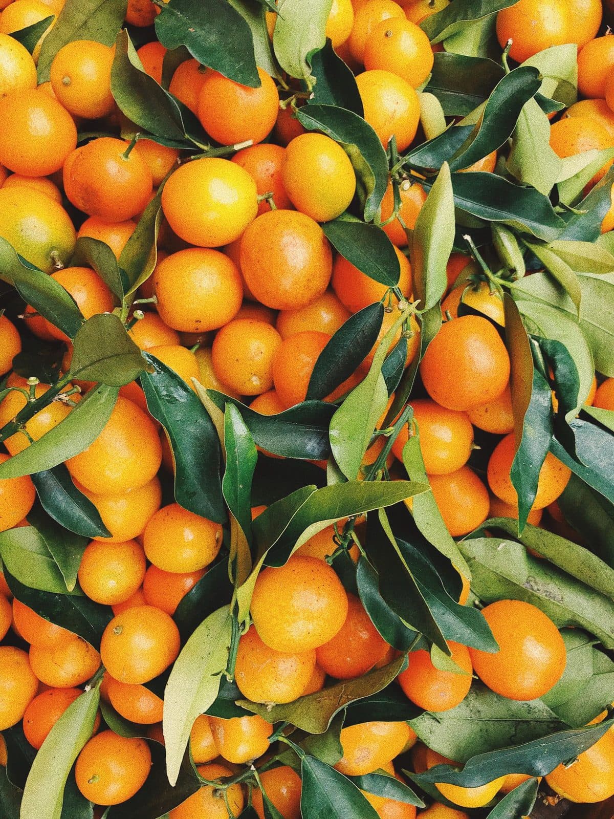 Agrumes destinés à l'export — filière vetafresh