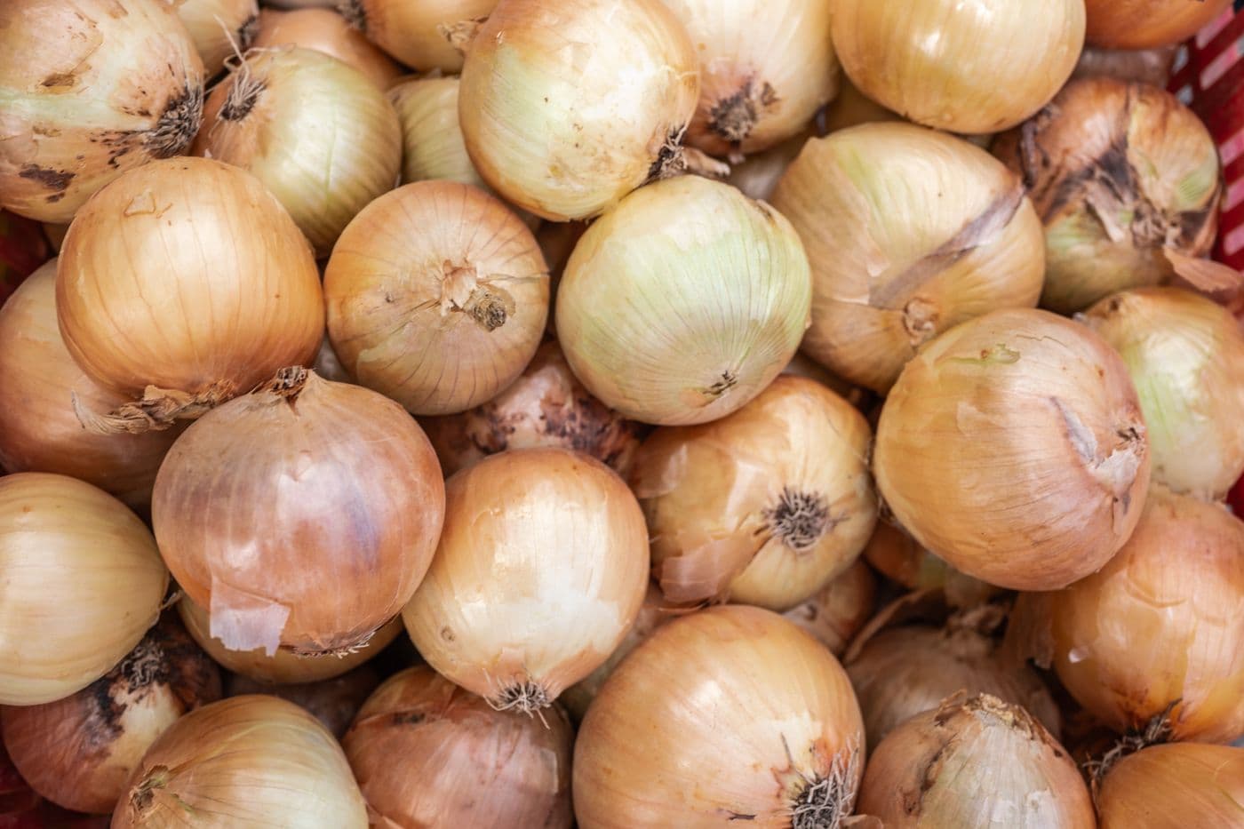 Oignons destinés à l'export — filière vetafresh