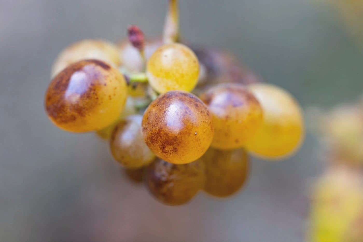 Raisin de table destinés à l'export — filière vetafresh