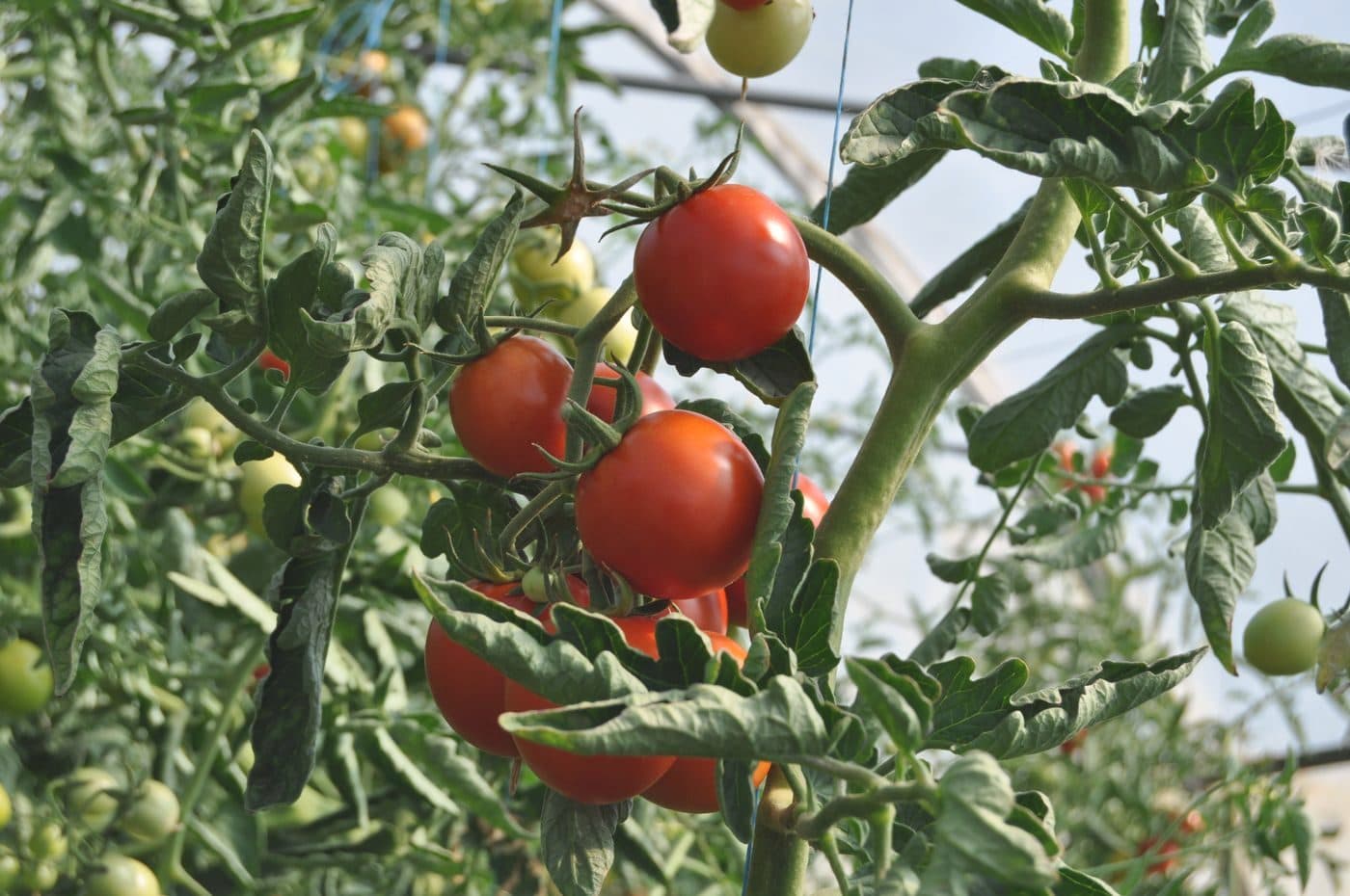 Tomates destinés à l'export — filière vetafresh