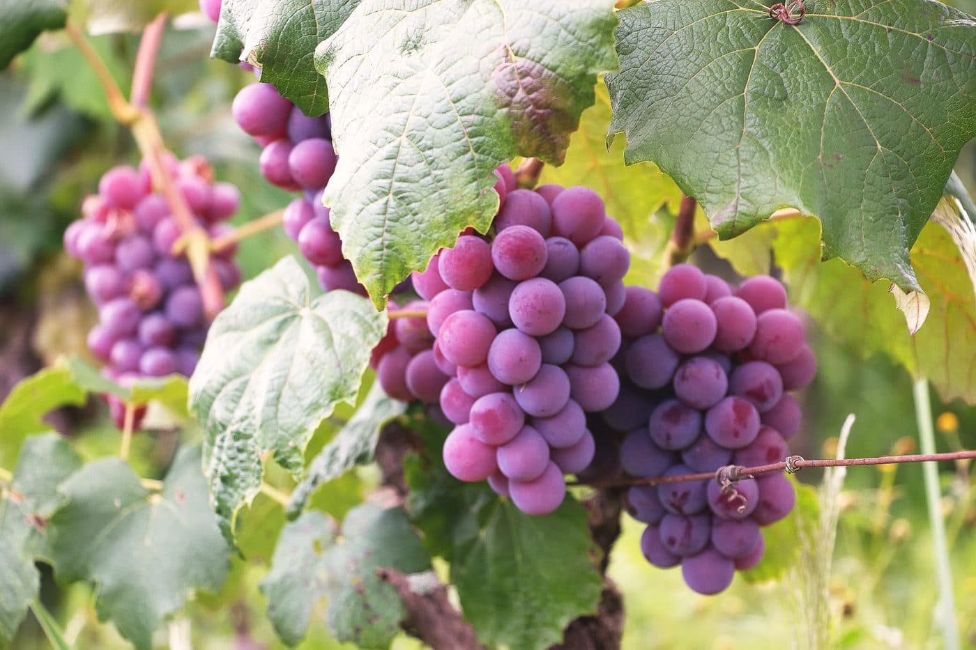 Grappes de raisin de table rouge sur la vigne