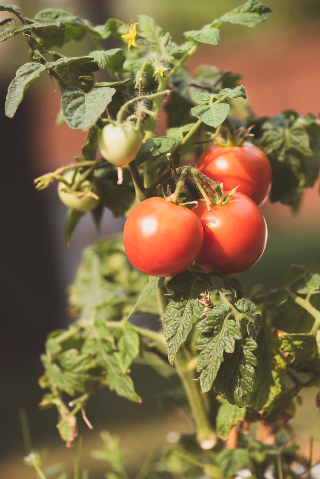 Tomates cerises mûrissant sur le plant sous serre