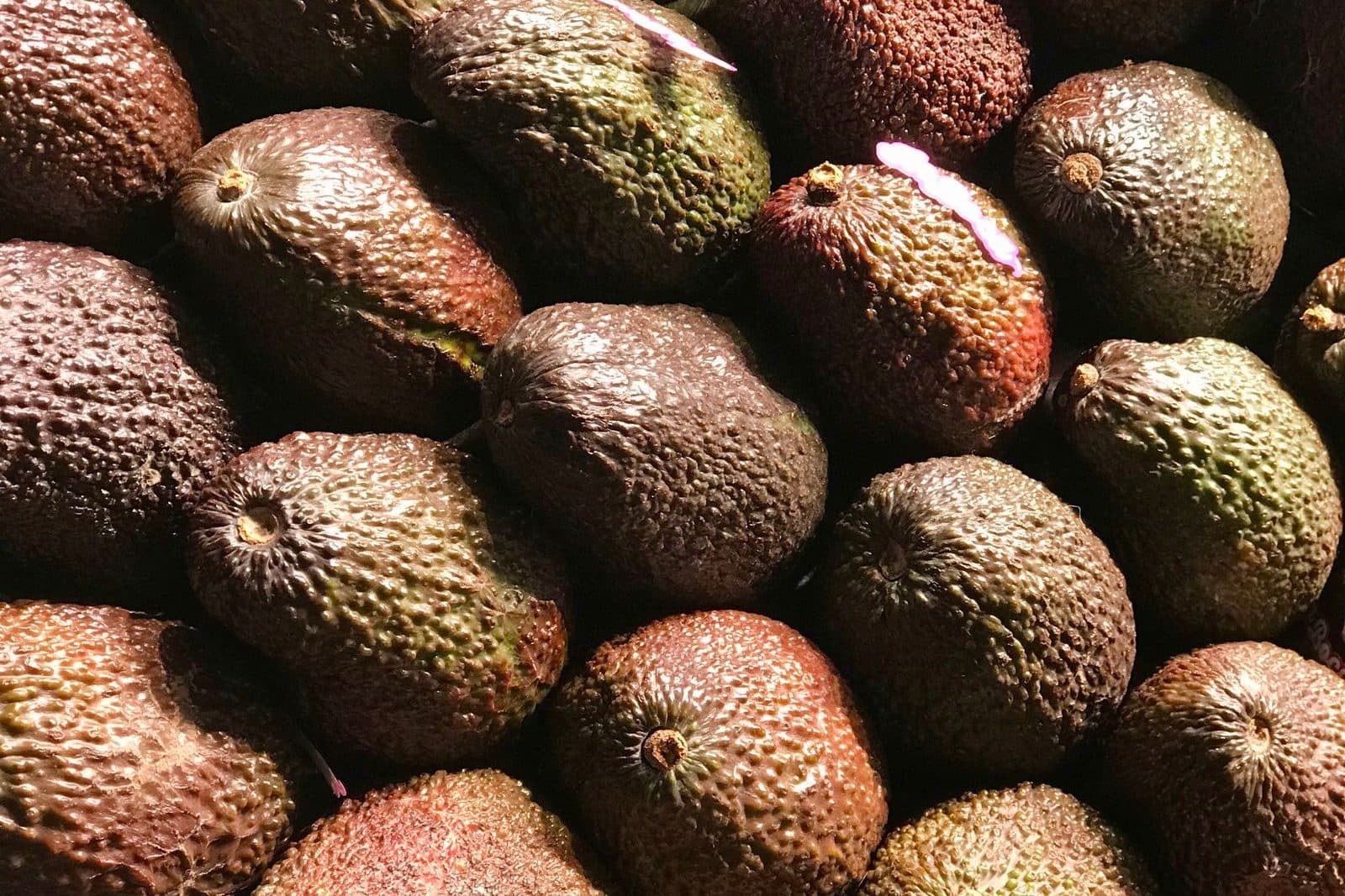 Avocats Hass entiers à la peau sombre et granuleuse, vus de près