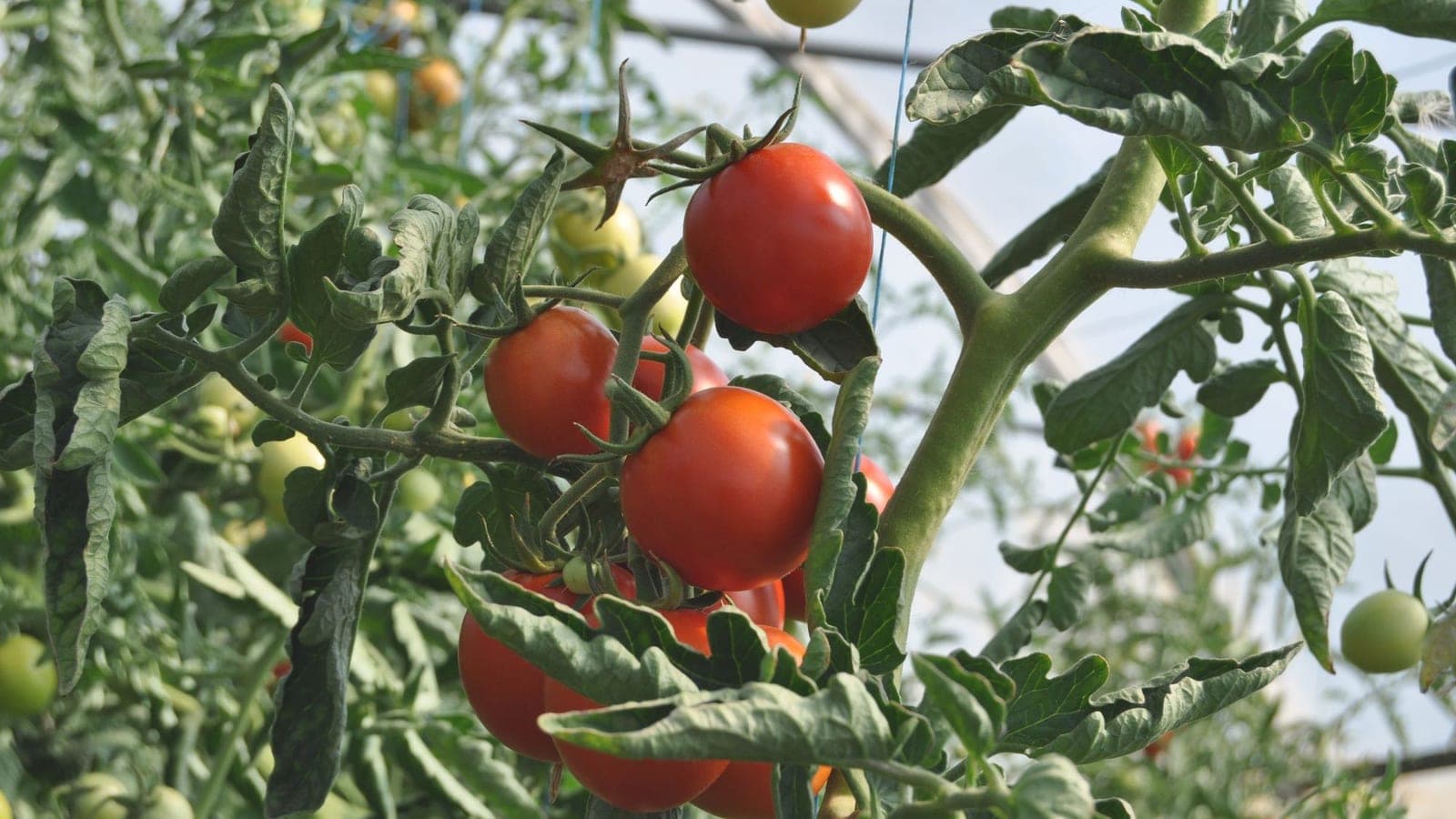 Rangées de plants de tomates sous serre dans la région du Souss-Massa, au Maroc