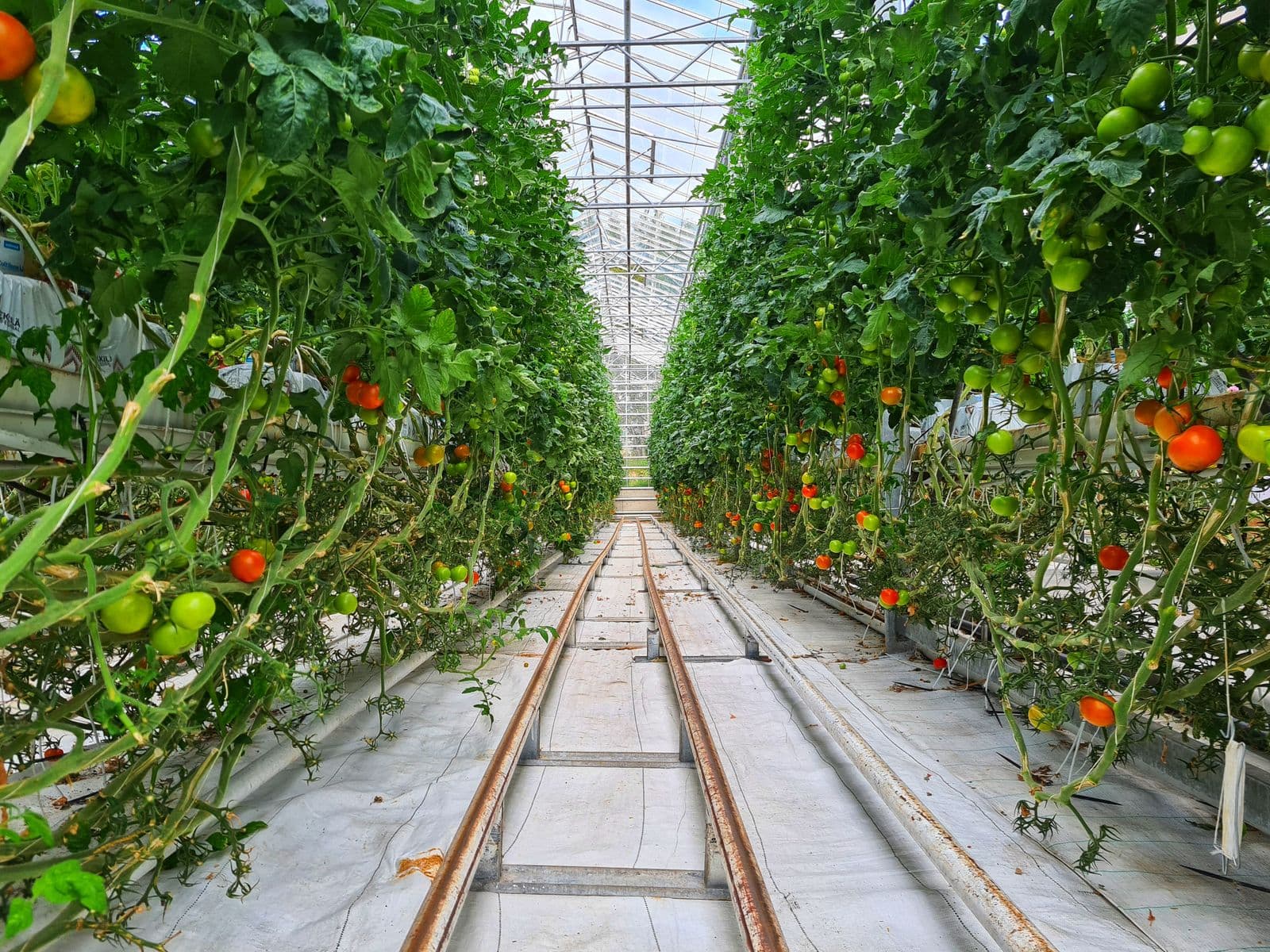 Allée de serre bordée de plants de tomates, fruits verts et rouges sur les tiges