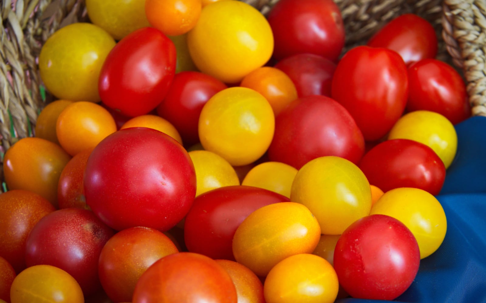 Tomates cerises rouges et jaunes mêlées dans un panier de récolte